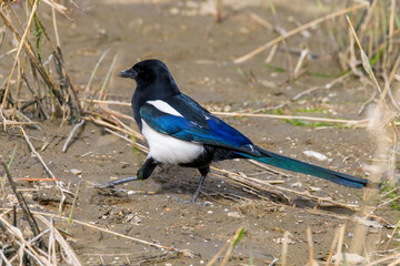 The magpie, a beneficial wild bird.