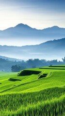 Fototapeta premium Scenic landscape of rice paddies with misty mountains in the background, highlighting rural development and land investment potential