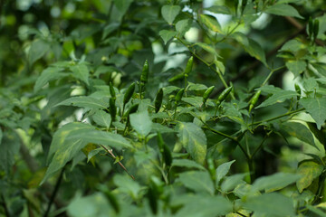fresh green chilies on the tree in plantations in Indonesia