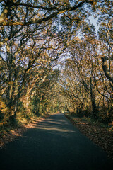 Fototapeta premium A road with trees on either side. The trees are bare and the leaves are brown. The road is empty and there is no one in the scene