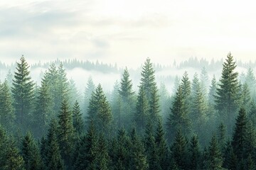 Fototapeta premium Misty green pine forest landscape with dense evergreen trees and tranquil atmosphere