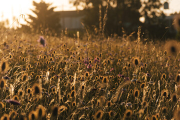 Beautiful field of wildflowers at sunset