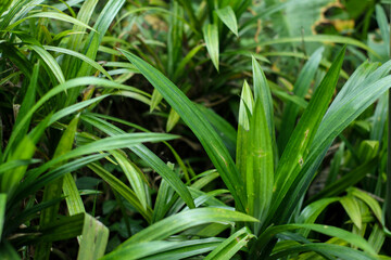 horizontal photo of pandan plants in a garden in Indonesia