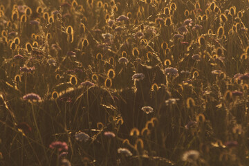 Beautiful field of wildflowers at sunset