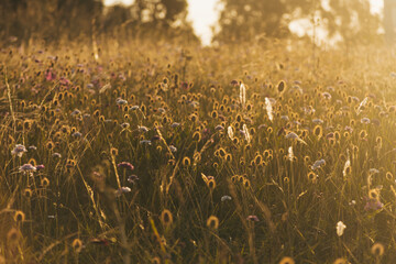 Beautiful field of wildflowers at sunset