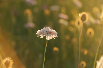 Beautiful closeup of wildflowers at sunset
