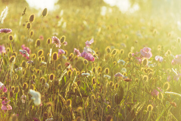 Beautiful field of wildflowers at sunset