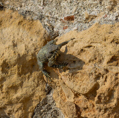 lizard on the stone