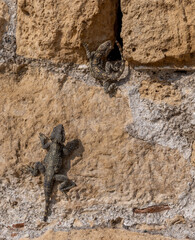 lizard on the stone