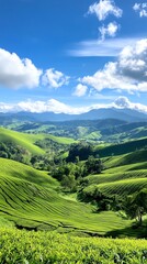 Obraz premium A hillside tea plantation in Northern Thailand, representing niche, highvalue agribusiness opportunities