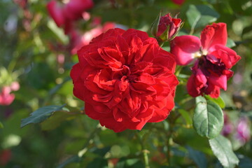 Beautiful Roses in Monalisa Kalagram Pune