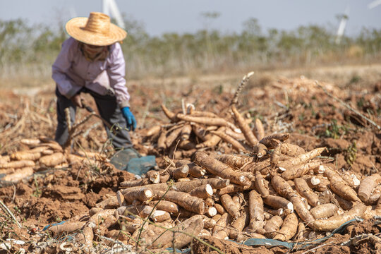 Farmer harvest cassava from agriculture field, pile of cassava root for making tapioca flour.