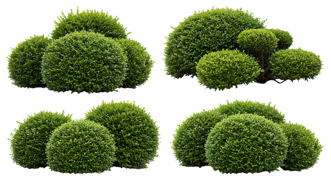 Collection of well-trimmed ornamental shrubs and topiary, including Boxwood, Japanese Holly, and Dwarf Alberta Spruce, arranged in landscape, isolated on a transparent background. PNG, Cutout