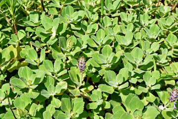 Medicinal plant used in alternative medicine (Plectranthus neochilus)