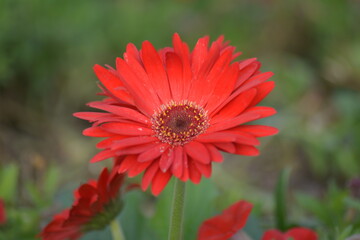 Beautiful Gerbera Red Dark Eye