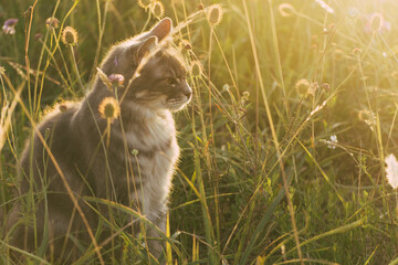 Beautiful cat in a flower field at sunset