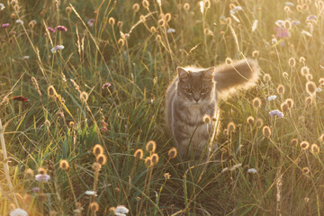 Beautiful cat in a flower field at sunset