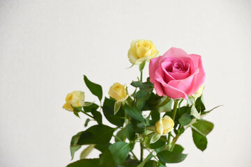 黄色とピンクのばら