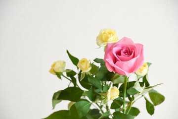 ピンクと黄色のばら
