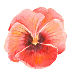 Watercolor illustration with pansy flower isolated on white background.