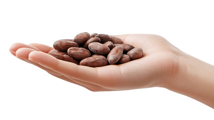 Close-up of a hand holding raw cocoa beans, emphasizing natural texture and rich colors against a white isolated background.