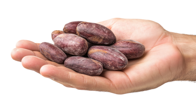 Close-up of a man's hand holding cacao beans, showcasing their rich texture and natural colors against a white isolated background.