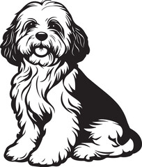 sitting havanese dog