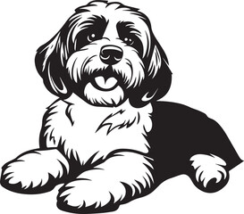 black and white havanese dog