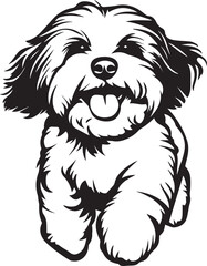 running cute havanese dog