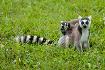 L&eacute;murien, L&eacute;mur catta, Lemur catta, Madagascar