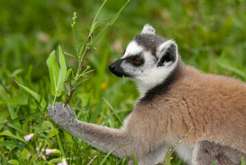 Lémurien, Lémur catta, Lemur catta, Madagascar