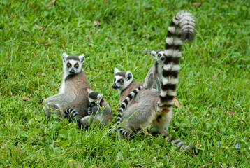 Lémurien, Lémur catta, Lemur catta, Madagascar