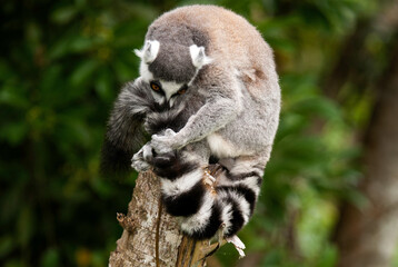 Lémurien, Lémur catta, Lemur catta, Madagascar