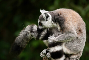 Lémurien, Lémur catta, Lemur catta, Madagascar
