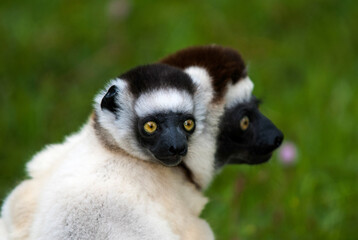 Lémurien, Propithèque de Verreaux, Propithecus verreauxi, Madagascar