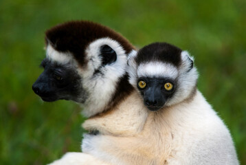 Fototapeta premium Lémurien, Propithèque de Verreaux, Propithecus verreauxi, Madagascar