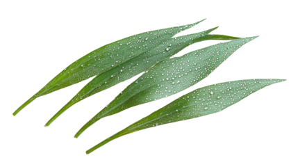Green leaves with droplets of water on a white isolated background, perfect for nature-themed designs and eco-friendly projects.