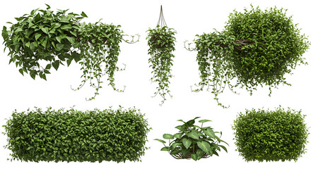 Obraz premium Set of green leaves from Javanese treebine or grape ivy (Cissus spp.), a jungle vine and hanging ivy plant bush foliage, isolated on a white background with a clipping path.