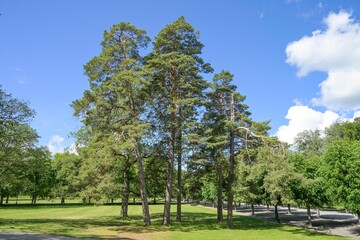 Kiefer im Schloßgarten Schloss Drottningholm, Gemeinde Ekerö, Provinz Stockholms län, Schweden