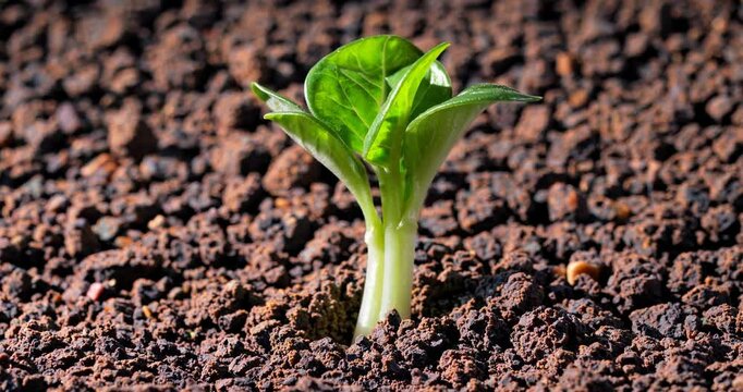 Time-lapse close-up shot of small green plant growing and developing in early spring outdoors