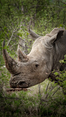 rhino in the african bush © Jacob