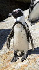 Naklejka premium little penguin on a rock