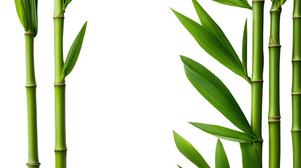 Elegant bamboo stalks with lush green leaves against a solid white background, perfect for natural and organic themed projects.