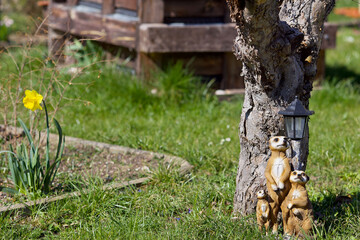 Gartenfigur Erdmännchen  Dekoration im Grass, Kleingarten,   freundlich in Sonne im Frühling, im Kleingarten,  Europa Deutschland, Thüringen, Gera, ruhige Szene, kein Mensch, niemand