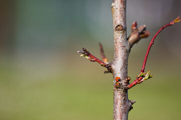 Marienkäfer Coccinellidae an Pfirsichbaum im Frühling in der Sonne, Europa, Deutschland, Thüringen, Gera, ruhige Szene, Mittag, niemand keine Menschen