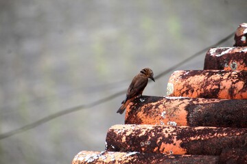 ave - gibão de couro - Hirundinea ferruginea
