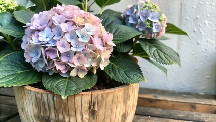 Pink and Blue Hydrangea in a Wooden Pot