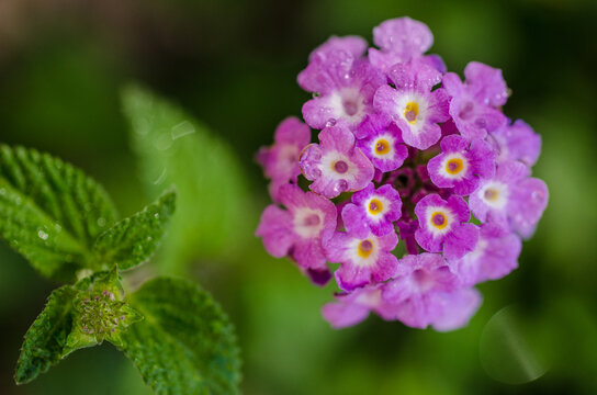 purple flower in the garden
