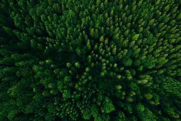 Green forest in summer with a view from above.Spring birch groves with beautiful texture.	
