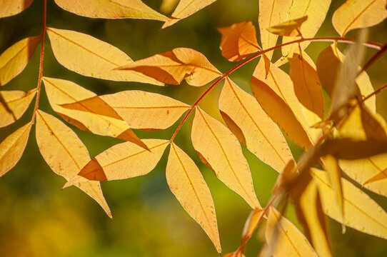 Yellow Autumn Leaves